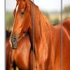 48" X 72" Multi Color Wood Canvas Horse  Screen