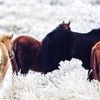 24" Multicolor Canvas 3 Horizontal Panels Horses Photo